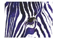 Blue Zebra Fine Art Print