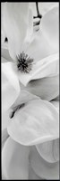 Magnolia I Fine Art Print