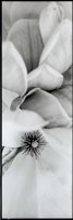 Magnolia II Fine Art Print