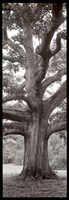 Hampton Field Tree II Fine Art Print