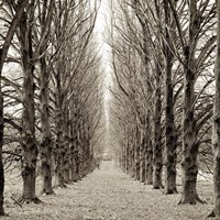 Hampton Gates Promenade III Fine Art Print