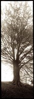 Hampton Gates Tree No. 1 Fine Art Print