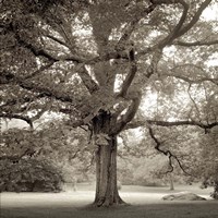 Hampton Maple I Fine Art Print