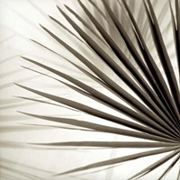 Florison 66 Fine Art Print