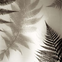 Florison 65 Fine Art Print