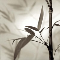 Florison 64 Fine Art Print