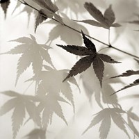 Florison 62 Fine Art Print