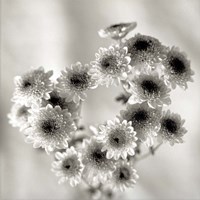 Florison 58 Fine Art Print