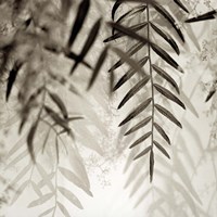 Florison 56 Fine Art Print