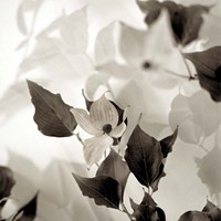 Florison 54 Fine Art Print