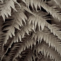 Florison 51 Fine Art Print