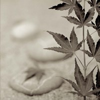 Florison 61 Fine Art Print