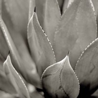 Florison 49 Fine Art Print