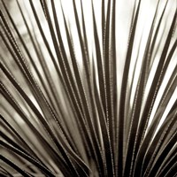 Florison 48 Fine Art Print