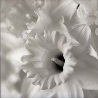 Florison 45 Fine Art Print