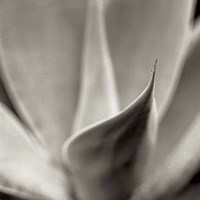 Florison 42 Framed Print