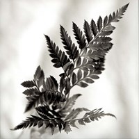 Florison 41 Framed Print