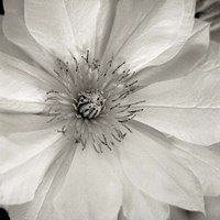 Florison 32 Framed Print