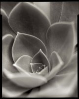 Florison 25 Fine Art Print