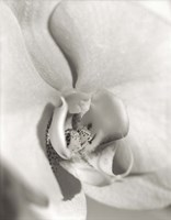 Florison 22 Fine Art Print