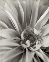 Florison 21 Fine Art Print