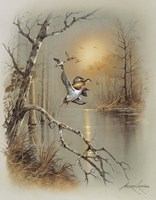 Ducks C Fine Art Print