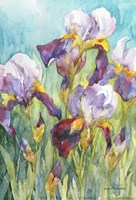 Iris Blue Skies Fine Art Print