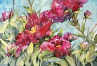 Peony Paradise Fine Art Print