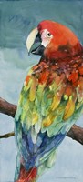 Parrot Fine Art Print