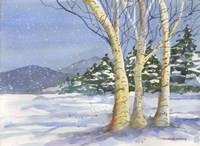 Birch III Fine Art Print