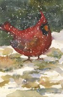 Standing Cardinal Fine Art Print
