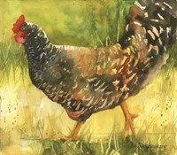 Wyandotte Hen Fine Art Print