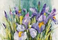 Purple Irises Fine Art Print