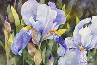 Purple Iris Closeup Fine Art Print