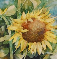 Sunflower Fine Art Print