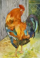 Rooster Pen Fine Art Print