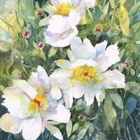 Pristine Peonies Fine Art Print