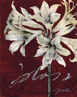 Cabernet Blossoms II Fine Art Print
