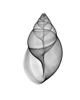 Achatina Jpn Land Snail  X-Ray Fine Art Print