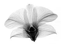 Dendrobium On Back  X-Ray Orchid Fine Art Print