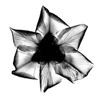 Iris, Japanese X-Ray Framed Print