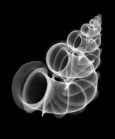 Precious Wentletrap Negative X-Ray Fine Art Print