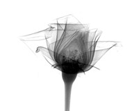 Rose #10 X-Ray Framed Print
