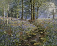 Bluebell Wood Fine Art Print