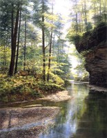 Quiet Forest Fine Art Print