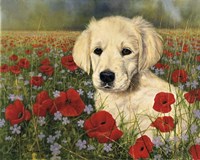 Puppy And Poppies Fine Art Print