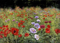 Field Of Poppies Fine Art Print