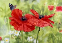 Poppies And Butterfly Fine Art Print