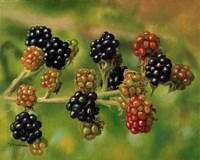 Blackberries Fine Art Print