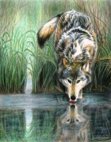 Afternoon Reflection Fine Art Print